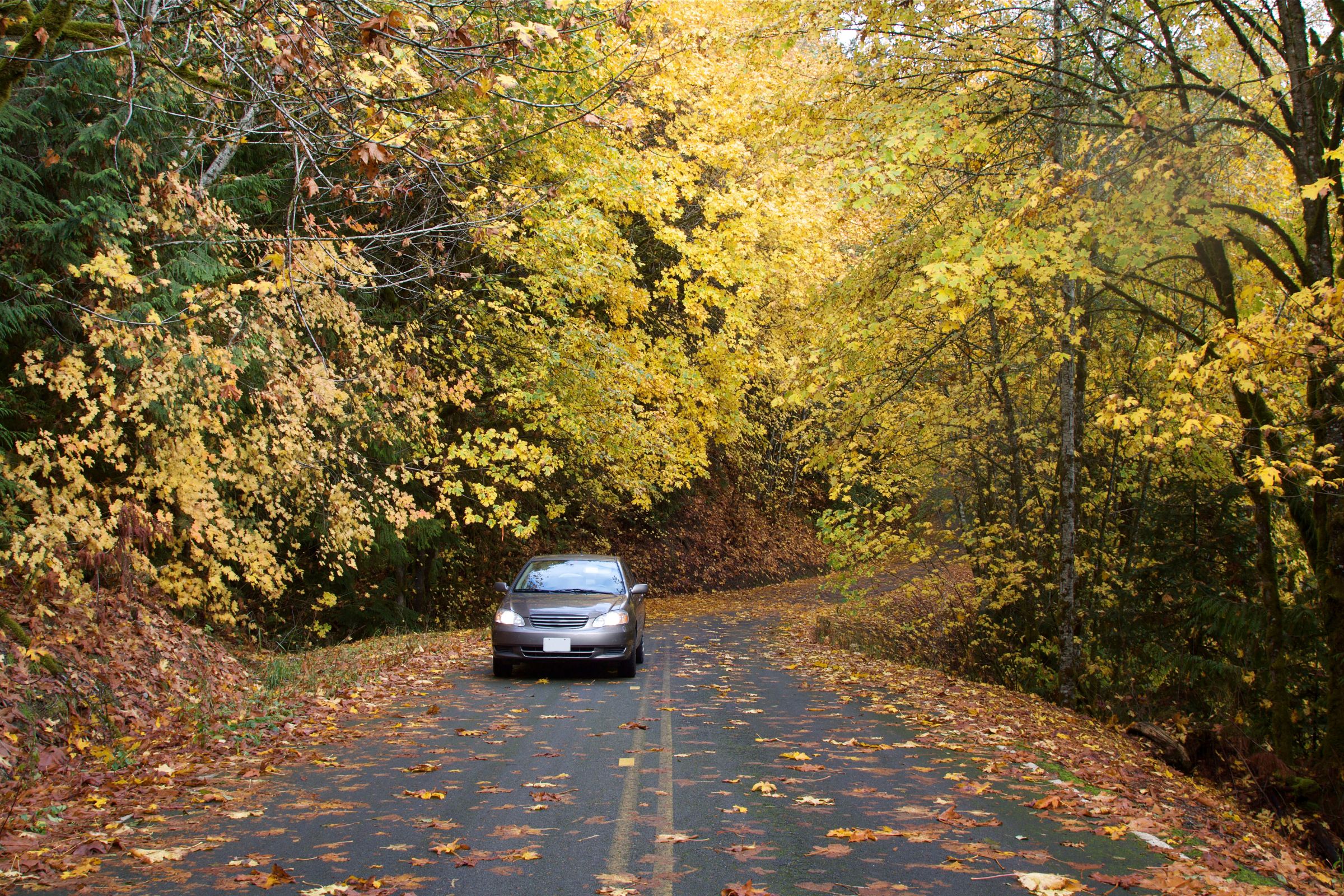 car driving down a road in the Fall